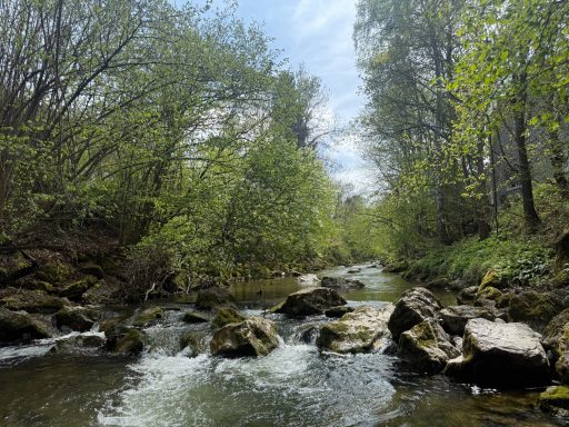 Schlierach in Miesbach – Naturidylle am Wasser Ein ruhiger Bach fließt durch bewaldete Ufer mit grünen Bäumen und Steinen.